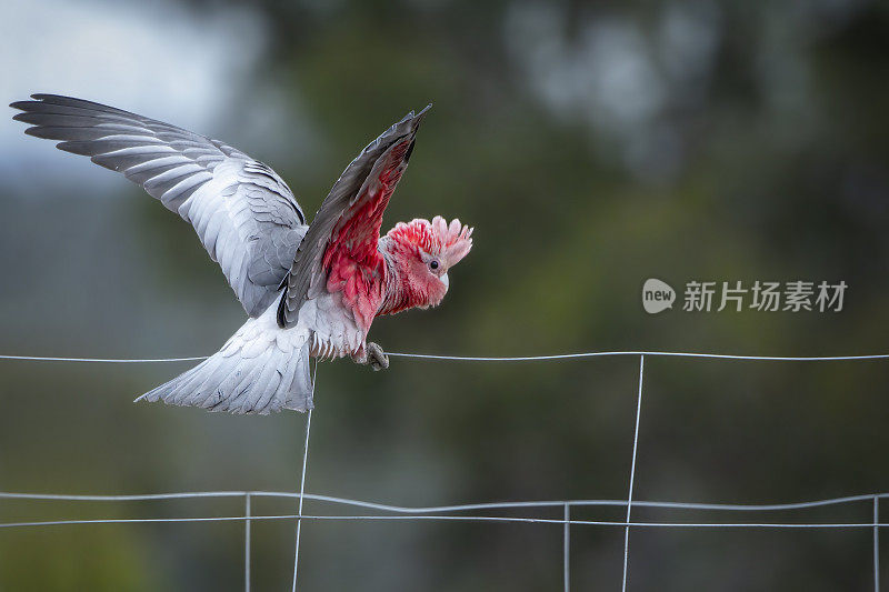 少年拉里(Eolophus roseicapilla)